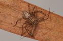 Oxyopes_elegans_D7920_Z_88_North Stradbroke island_Australie